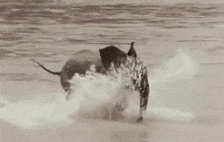 excited water sports GIF