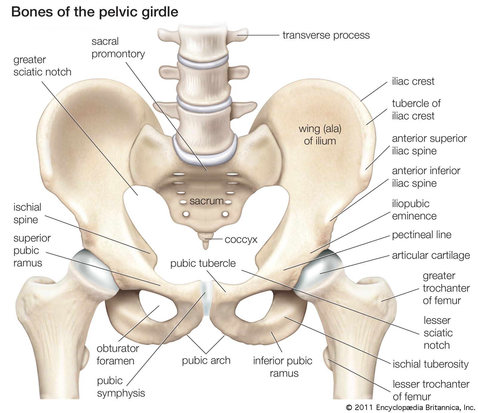 Bones-girdle.jpg