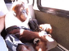 monkey GIF