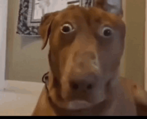 nahdog.gif