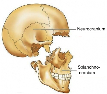 viscerocranium.png