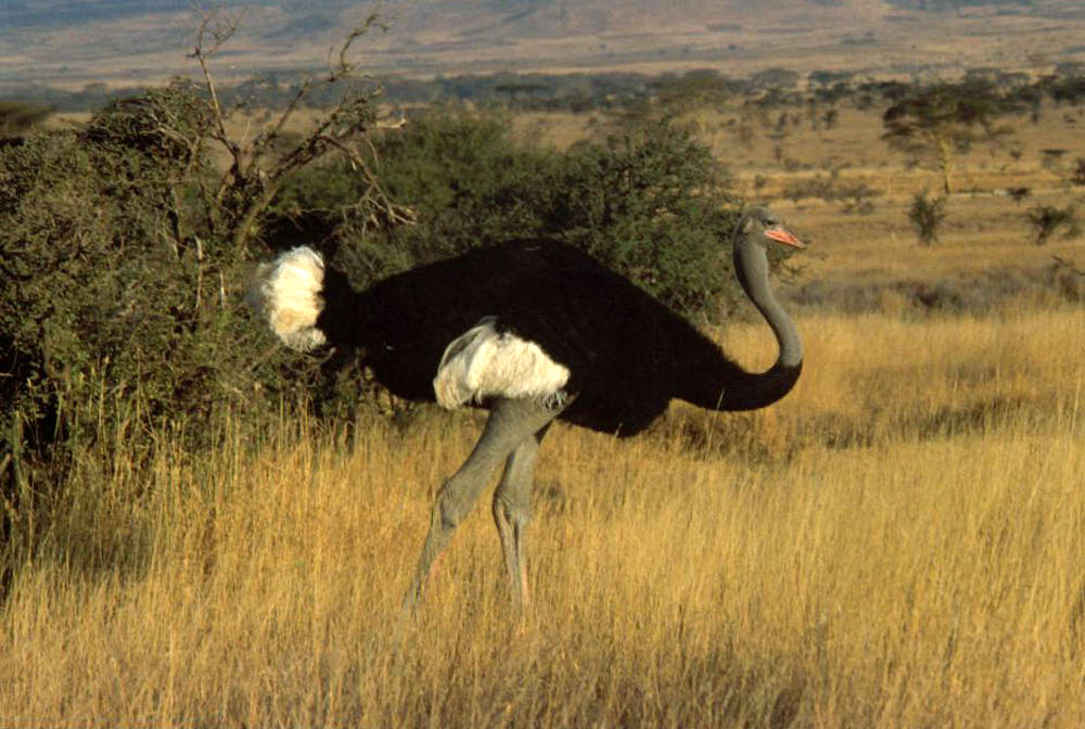 Somali_ostrich.jpg