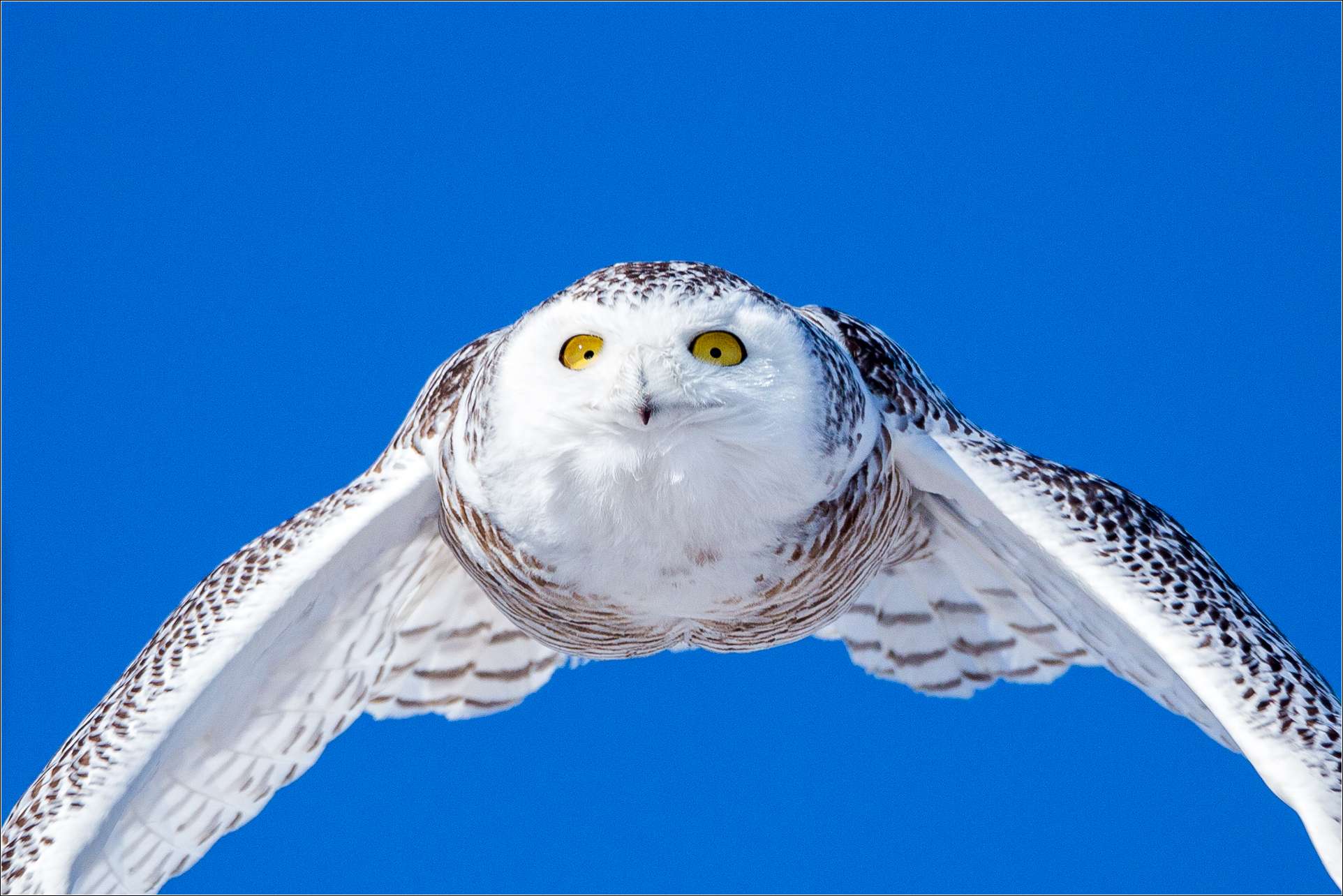 snowy-owl-launch-c2a9-christopher-martin-8059.jpg