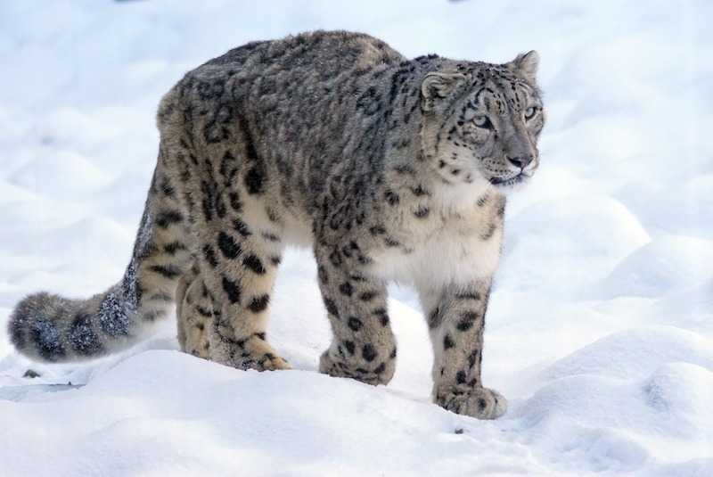 snow-leopard-1972724_1920.jpg
