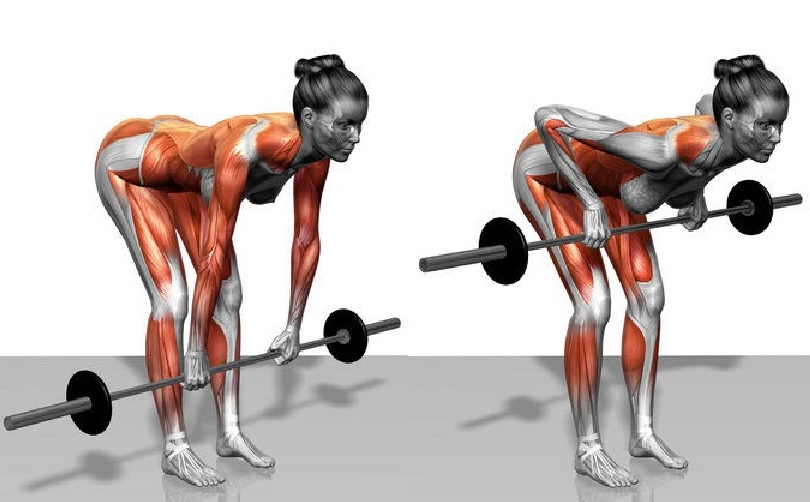 barbell-row-for-latissimus-dorsi.jpg