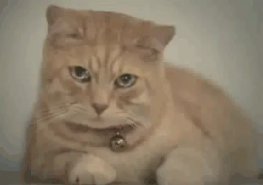 giphy.webp
