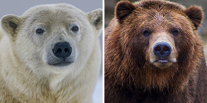 Polar Bear vs. Grizzly Bear: Who Would Win in a Fight? - Ned Hardy
