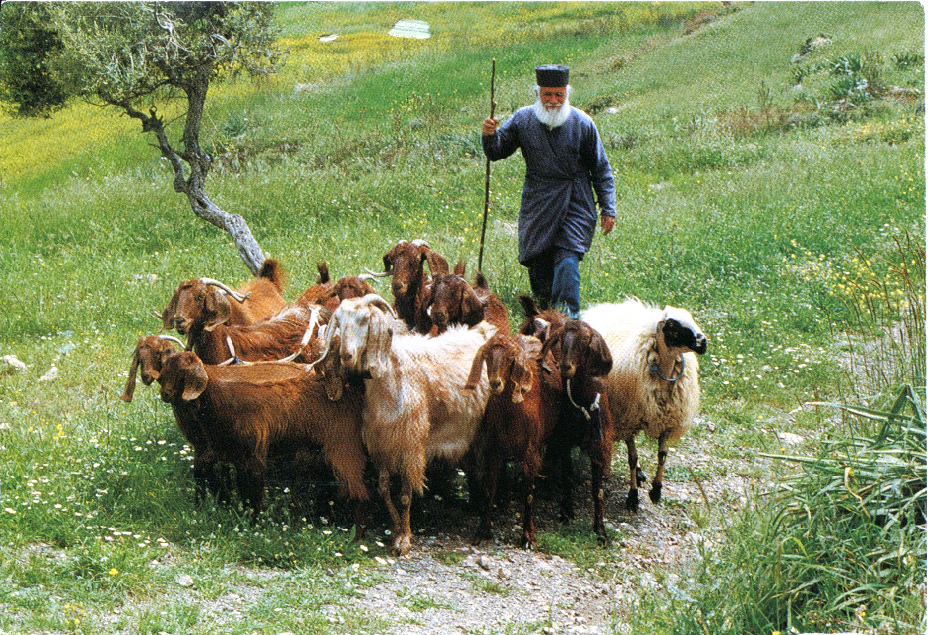 greece-goats.jpg