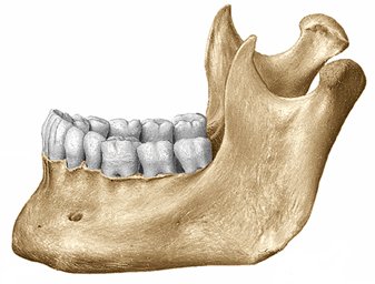 https://www.daviddarling.info/images/mandible.jpg