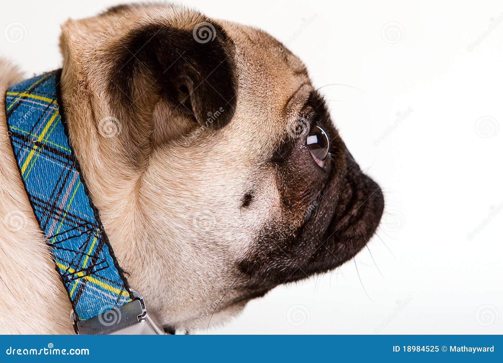 pug-profil-18984525.jpg