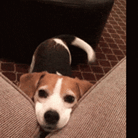 happy dog GIF