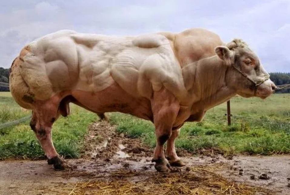 🔥 Belgian blue with mutated myostatin gene leading to double ...