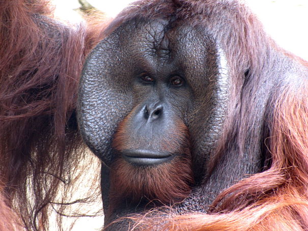orangutanlargemaleportrait.jpg