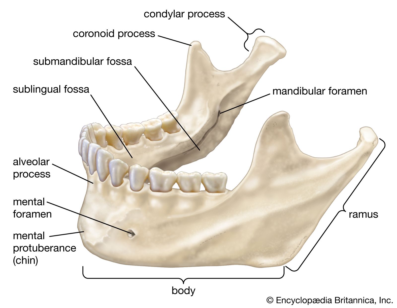 Mandible | Description, Anatomy, Function, & Disorders ...