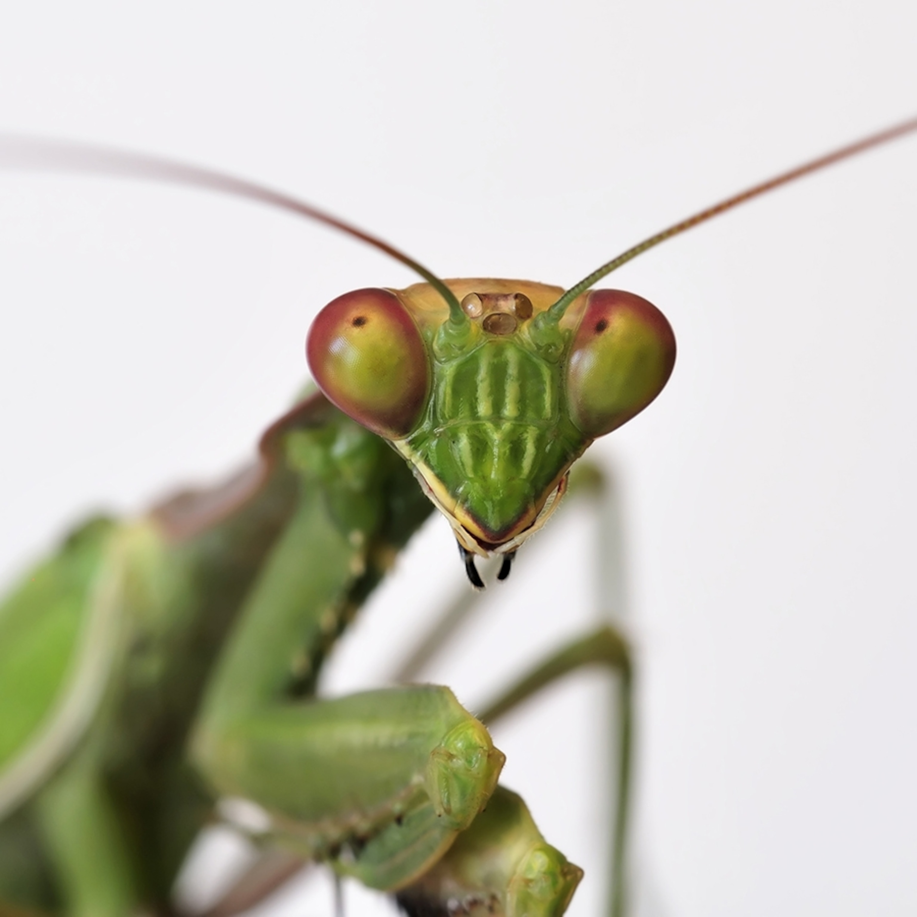 praying-mantis-eyes_square.jpg