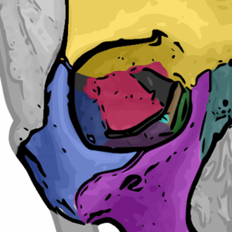 330px-Orbital_bones.png