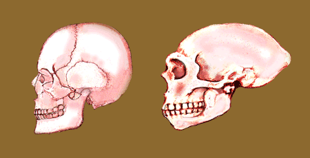 Image result for modern skull size