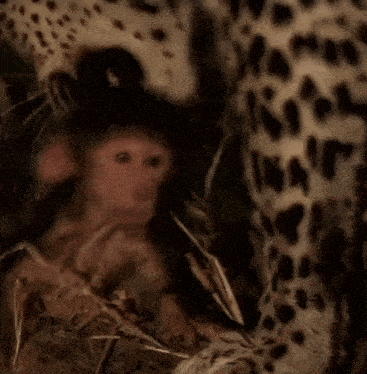 baby-monkey.gif