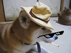 giphy.gif