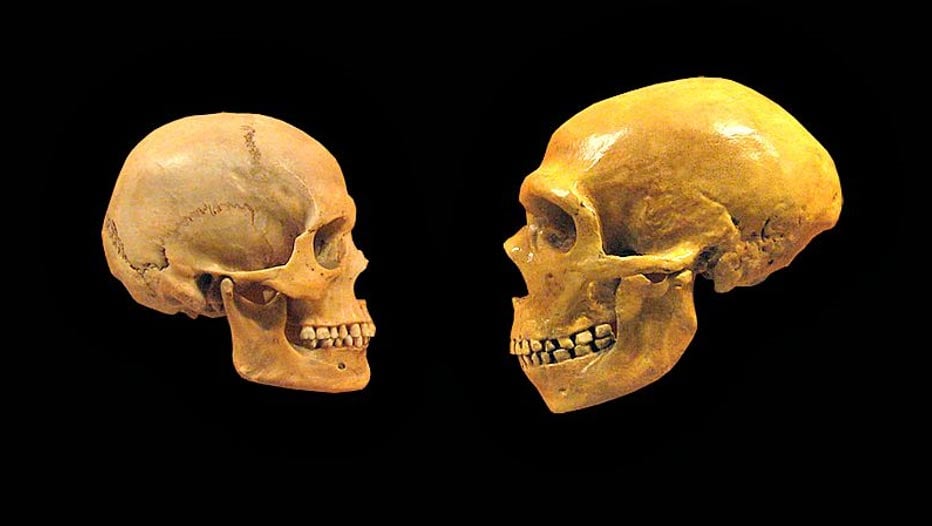 Neanderthal-and-human-skulls.jpg