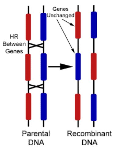 FIG2