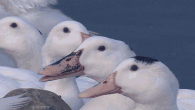 40UzhtR.gif