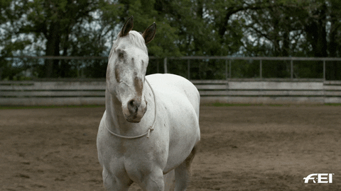 horse