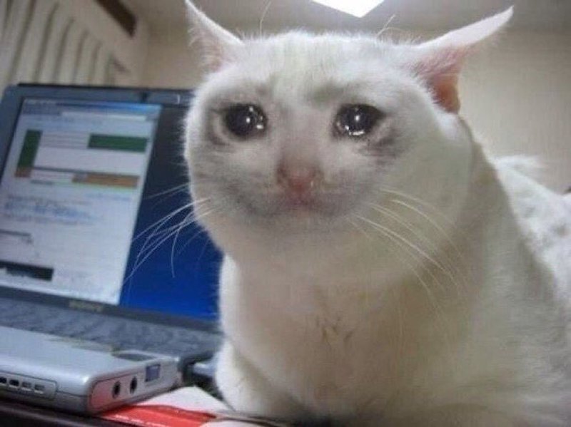 Crying Cat - Meming Wiki