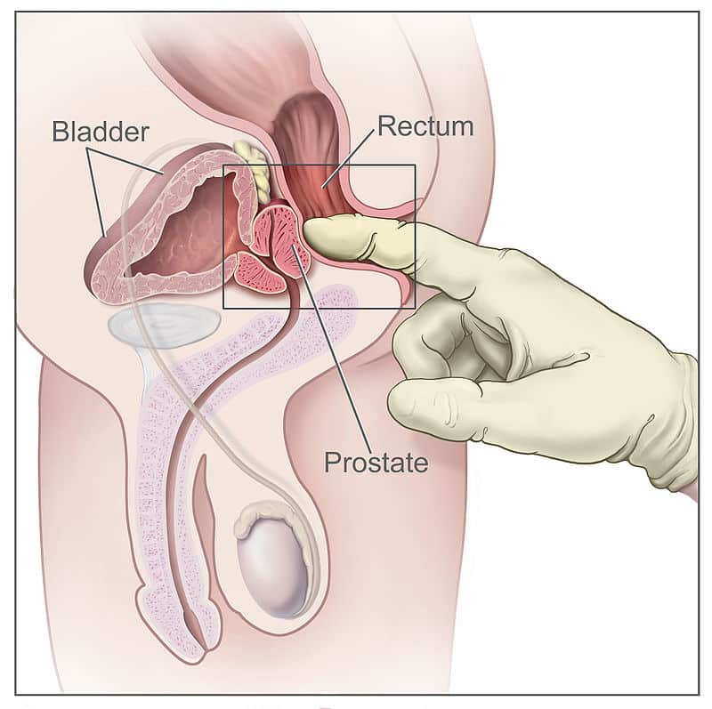 The Rectum - Position - Neurovascular Supply - TeachMeAnatomy