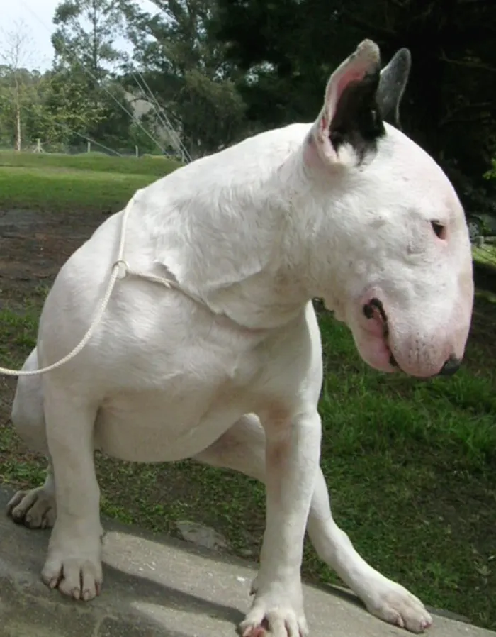 top-10-ugliest-dog-breeds.webp