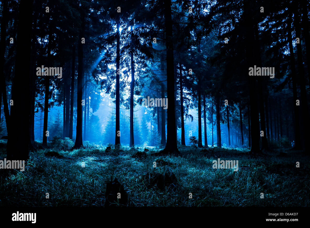 night-forest-D6AKD7.jpg