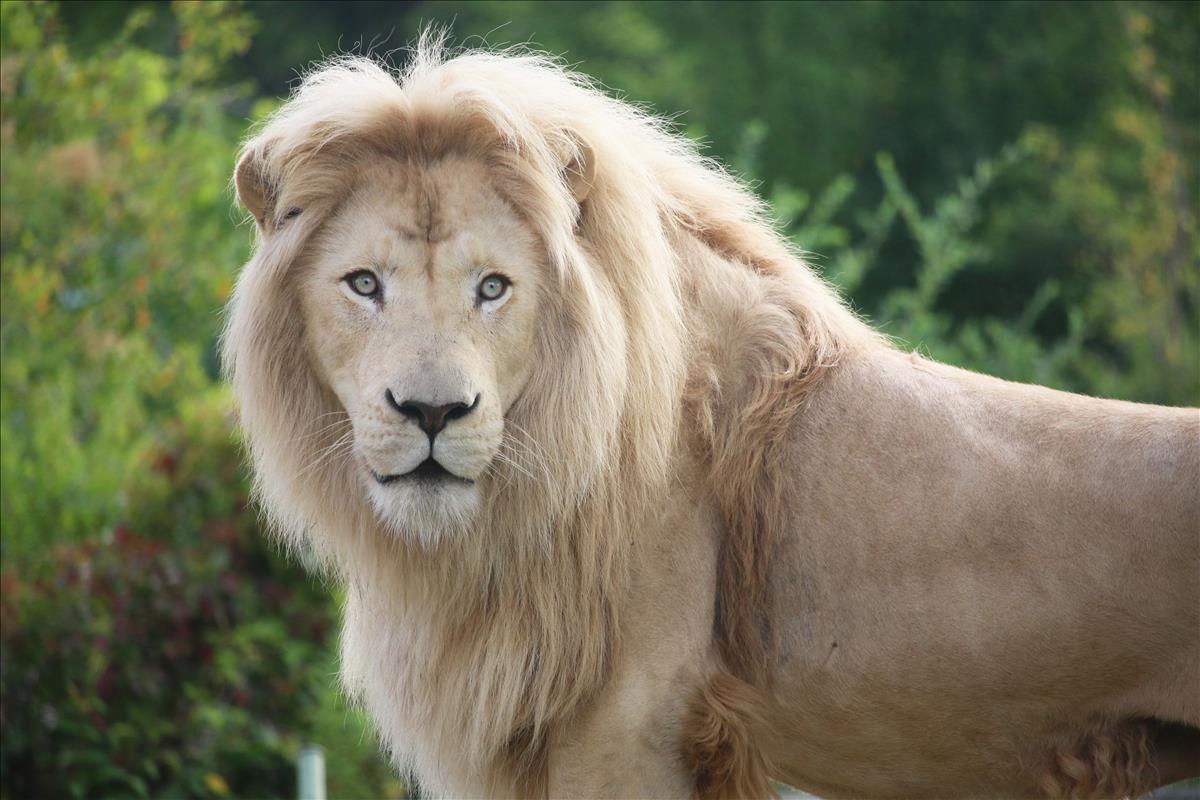 20180605032116763AfricanLion.jpg