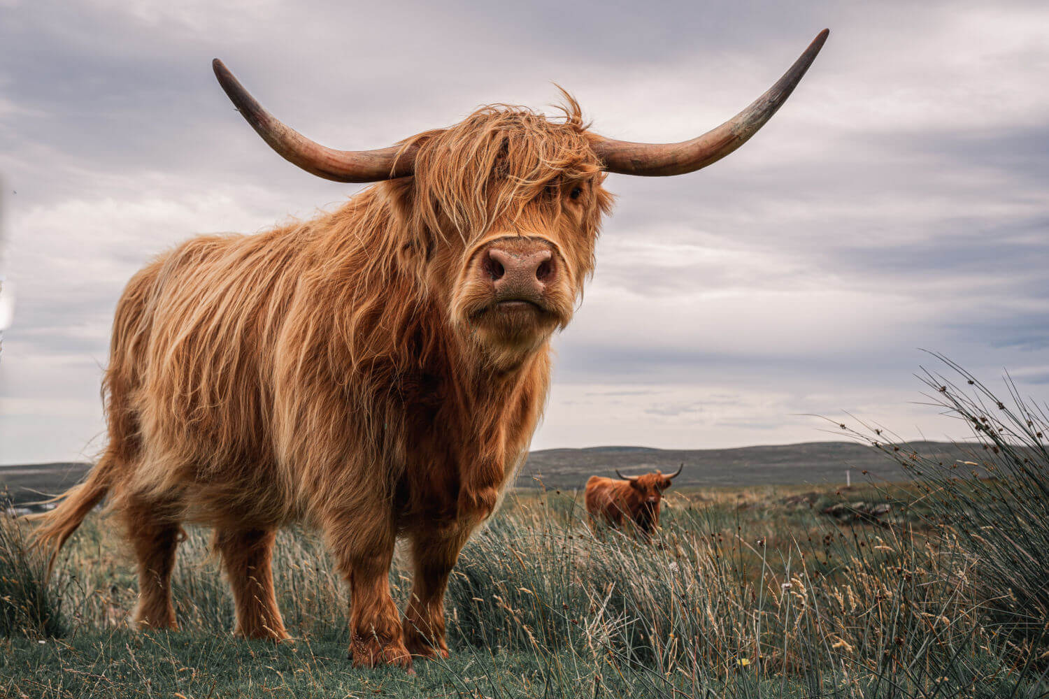 long-hair-cow-1.jpg