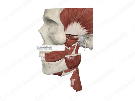 Temporalis Muscle - an overview | ScienceDirect Topics