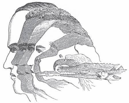8471bluntly-evolution.jpg