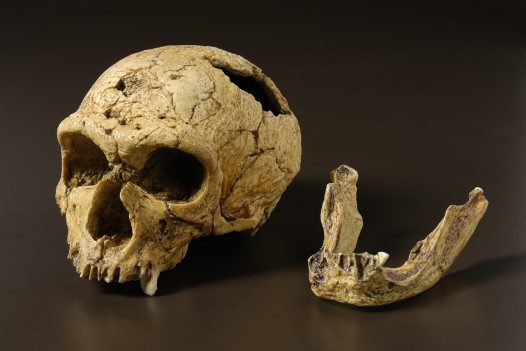 australian.museum