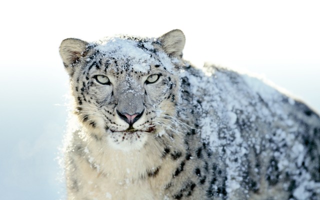 snow-leopard-640x400.jpg