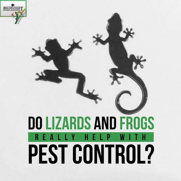 palmcoastpestcontrol.com
