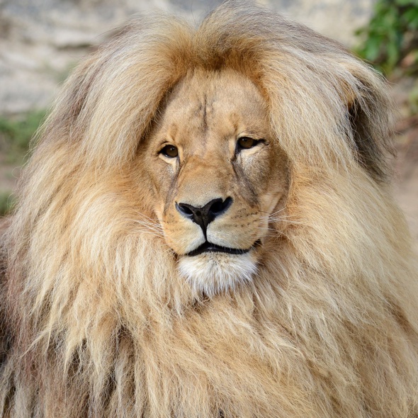 lion+close1.jpg