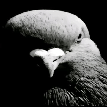 mad-bird.png