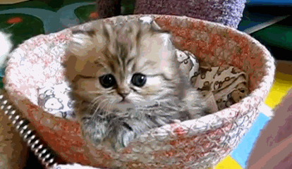8Zwj.gif