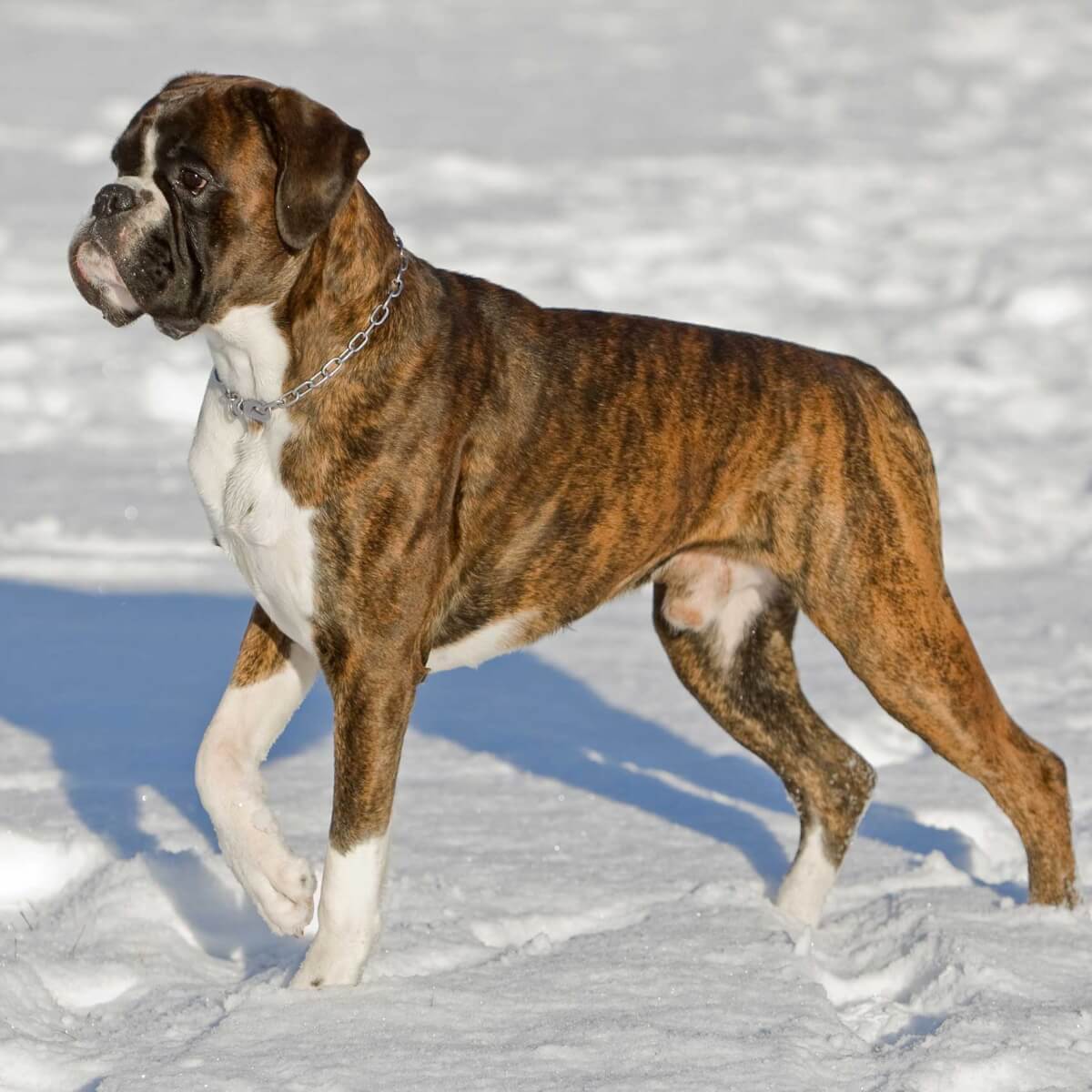 brindle-boxer-dog-i20-sz6.jpg