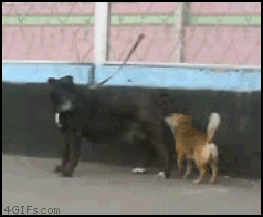 how-small-dog-fucks-big.gif