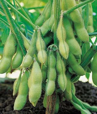 soybean-seed-500x500.jpg