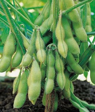 soybean-seed-500x500.jpg