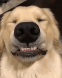 cute-golden-retriever-smiling-rjqov7qtj26sps3q.gif