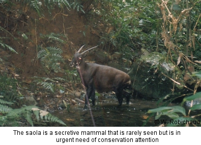 saola1.jpg