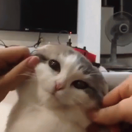 cat-face.gif