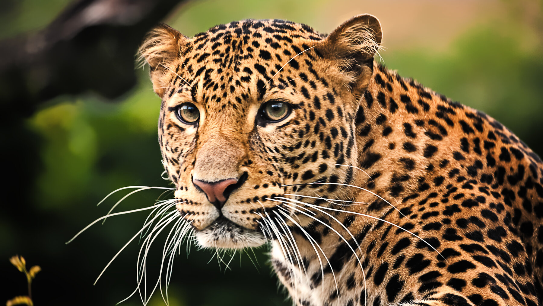 csm_Java-Leopard_1865__2__1ce8bb9593.jpg