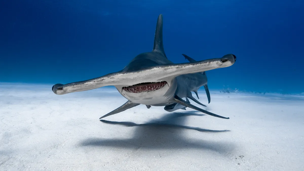 great-hammerhead-shark-eyes-l.webp